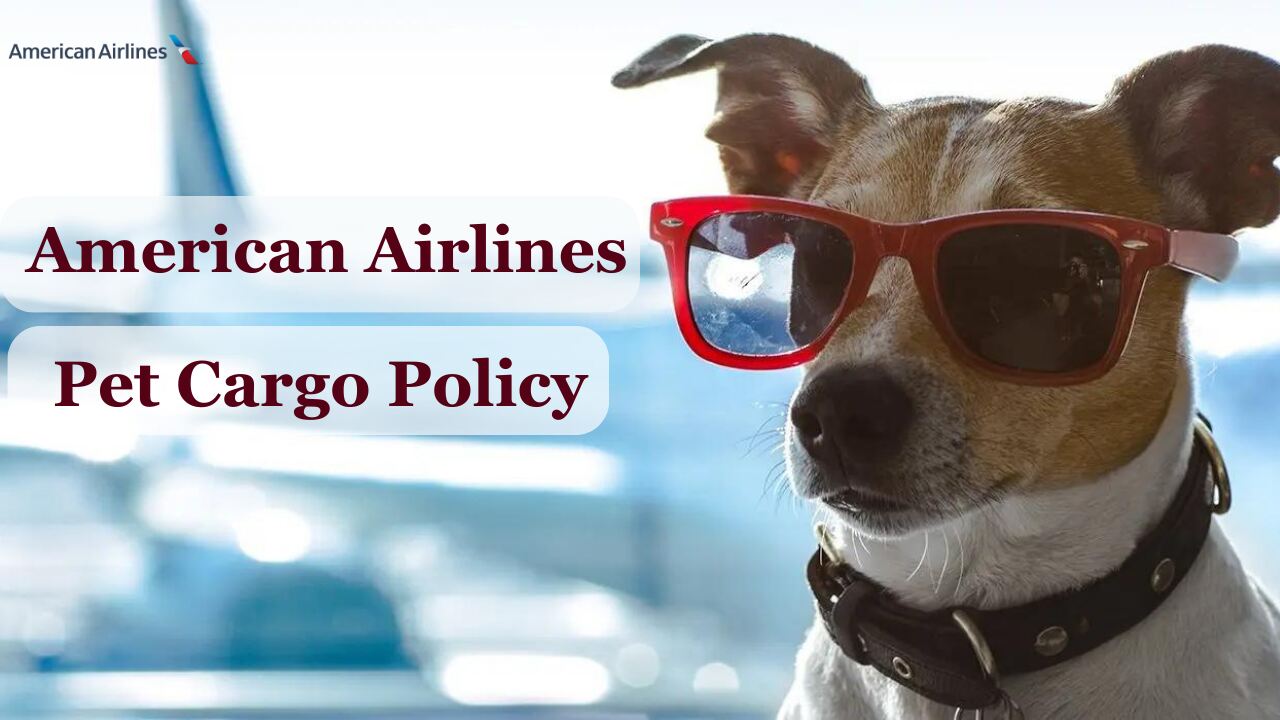 American Airlines Pet Cargo Policy