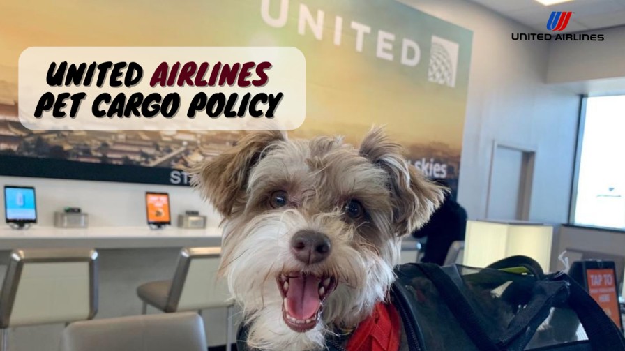 United Airlines Pet Cargo Policy