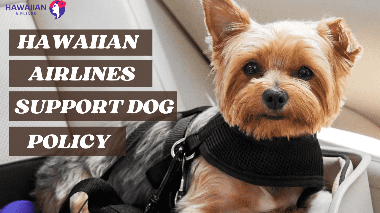 Hawaiian Airlines Dog Policy