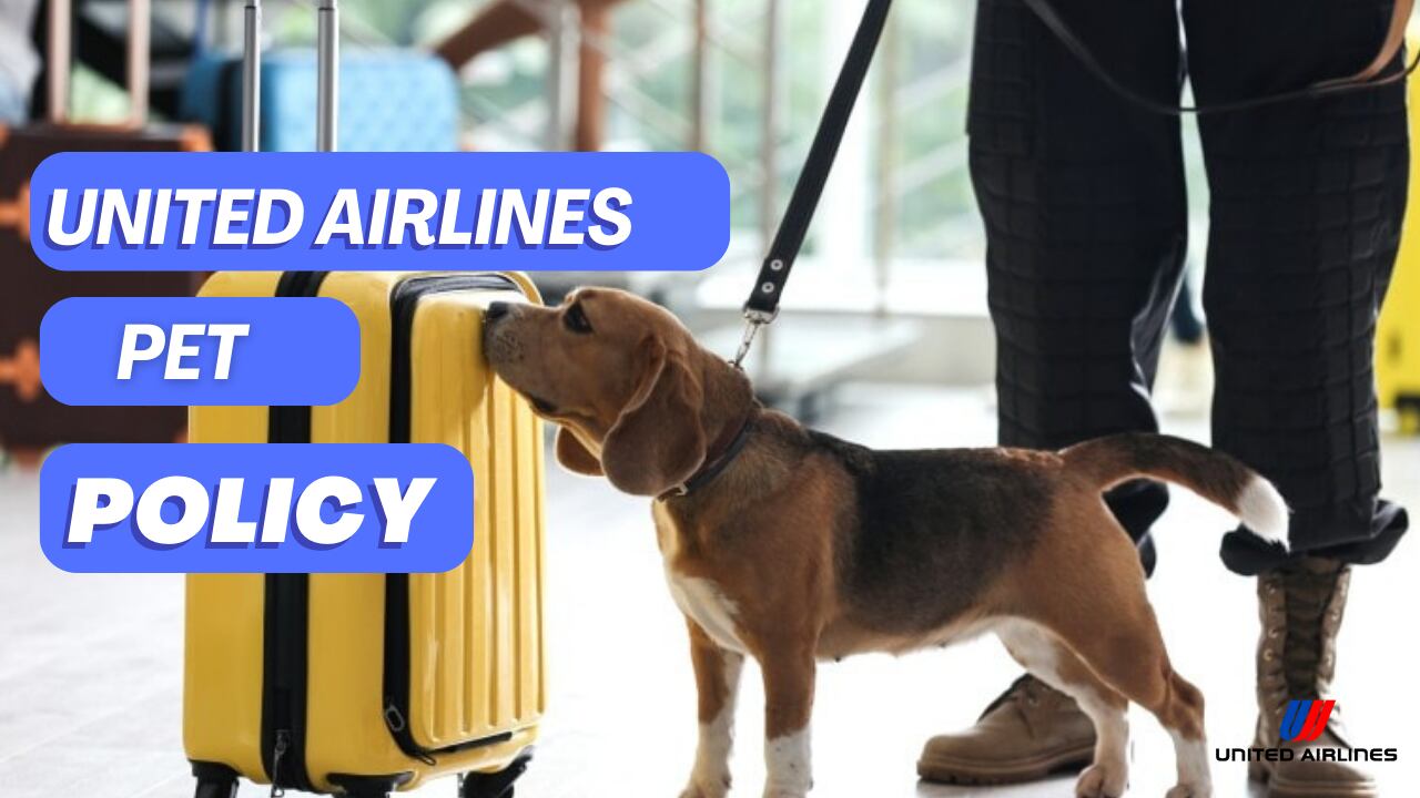 United Airlines Pet Policy