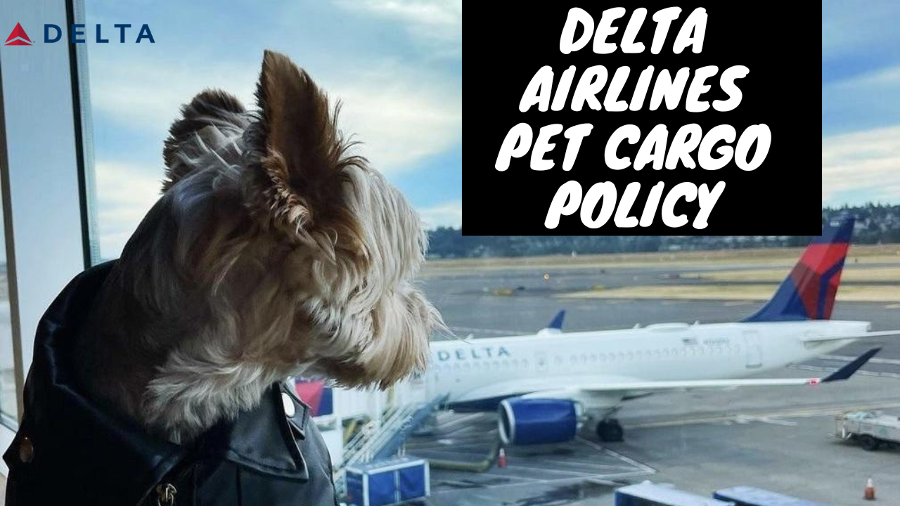 Delta Airlines Pet Cargo Policy
